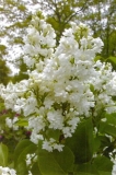 Lilac_Lady_Margaretten_2009_BP