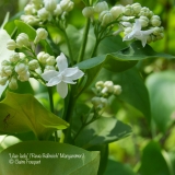 Lilac_Lady_Margaretten_201906_LM_CF