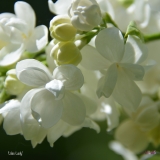 Lilac_Lady_Margaretten_2019_LM_CF