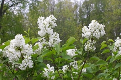 Lilac_Lady_Margaretten_CH