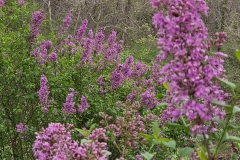 Lilac Sunday
