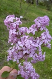 Sierra Exif JPEG