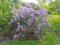 Lilac_Sunday_20170512_AA_MLD_1