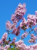Lilac_Sunday_20170512_AA_MLD_3