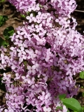 Lilac_Sunday_20170512_AA_MLD_4