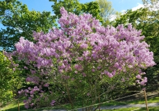 Lilac_Sunday_20170512_AA_MLD_5