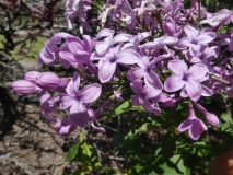 Lilac_Sunday_20180501_SRA_MLD_1