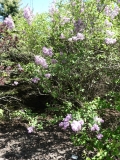 Lilac_Sunday_20180501_SRA_MLD_2
