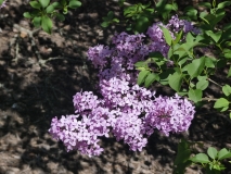 Lilac_Sunday_20180501_SRA_MLD_3