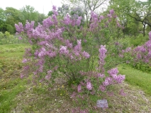 Lilac_Sunday_201906_MBG_MLD