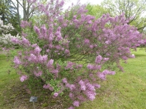 Lilac_Sunday_201906_MBG_MLD_1