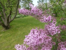 Lilac_Sunday_201906_MBG_MLD_2