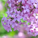 Lilac_Sunday_2019_LM_CF
