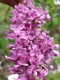 Lilac_Sunday_20200430_MLD_MLD_1