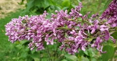 Lilac_Sunday_20200430_MLD_MLD_2