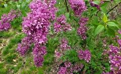 Lilac_Sunday_20200430_MLD_MLD_3