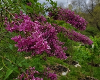 Lilac_Sunday_20200430_MLD_MLD_4