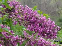 Lilac_Sunday_20200430_MLD_MLD_5