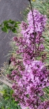 Lilac_Sunday_20210427_BLBG_MLD_1