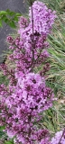 Lilac_Sunday_20210427_BLBG_MLD_2