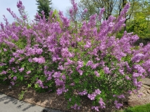 Lilac_Sunday_20210428_NYBG_MLD_1