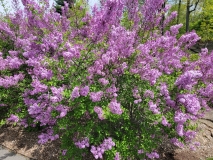 Lilac_Sunday_20210428_NYBG_MLD_2