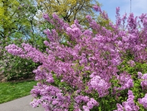 Lilac_Sunday_20210428_NYBG_MLD_3