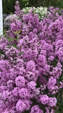 Lilac_Sunday_2021_MP_KA