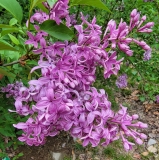 Lilac_Sunday_20220505_MLD_MLD