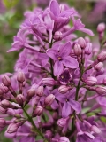 Lilac_Sunday_20230417_MLD_MLD_1