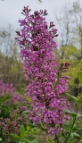 Lilac_Sunday_20230417_MLD_MLD_2