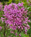 Lilac_Sunday_20230417_MLD_MLD_3
