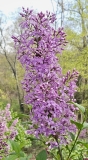 Lilac_Sunday_20230420_MLD_MLD