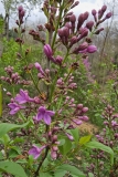 Lilac_Sunday_20240412_MLD_MLD