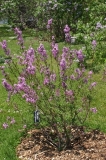 Lilac_Sunday_CH