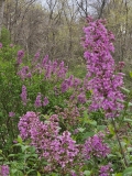 Lilac_Sunday_Duplex_background_20230417_MLD_MLD