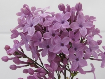 Lilac_Sunday_LNT