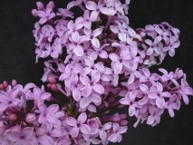 Lilac_Sunday_TT