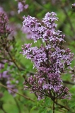 Lilac_Sunday_ZB