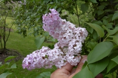Lilarosa