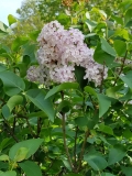 Lilarosa_20170518_HP_MLD_3