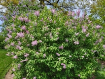 Lilarosa_20210428_NYBG_MLD_1