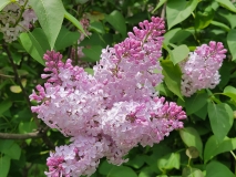 Lilarosa_20210428_NYBG_MLD_2
