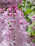 Lilarosa_20210428_NYBG_MLD_3