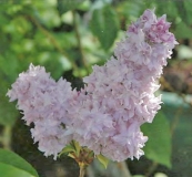 Lilovaya_Piramida_20111_England_CC