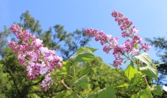 Lilovaya_Piramida_201805_PGBG_NS_1
