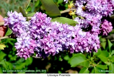 Lilovaya_Piramida_2019_AK_SB_1