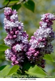 Lilovaya_Piramida_2019_AK_SB_2