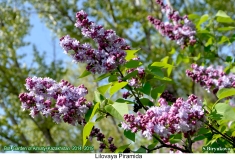 Lilovaya_Piramida_2019_AK_SB_3