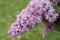 Linne_2013_HP_TP_3